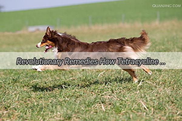 Revolutionary Remedies How Tetracycline for Dogs Can Be a Lifesaver for Your Pups Health